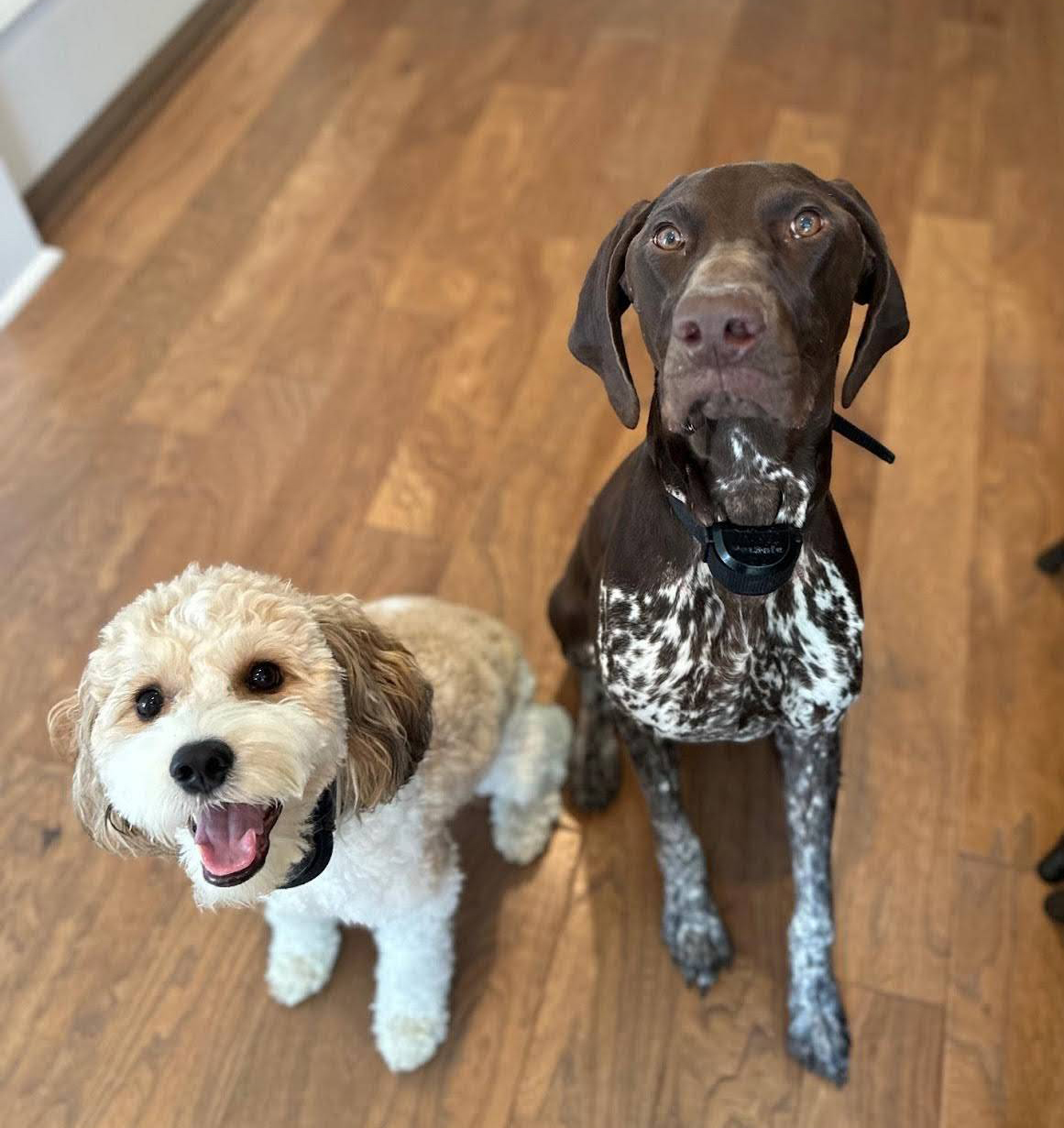 Dr. Carter's two dogs, Dallas (Cavachon) and LeeLoo (German Shorthaired Pointer) who are named after movie characters.